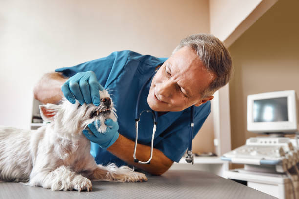 Best Chipped Tooth Repair Near Me  in Mcalmont, AR